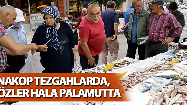 Çinakop tezgahlarda, gözler hala palamutta