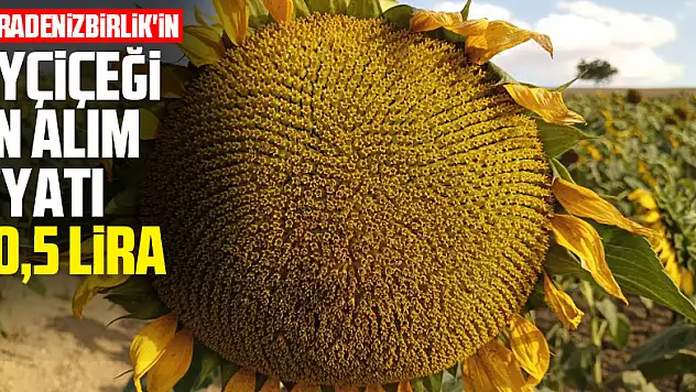 KARADENİZBİRLİK'in ayçiçeği ön alım fiyatı 10,5 lira