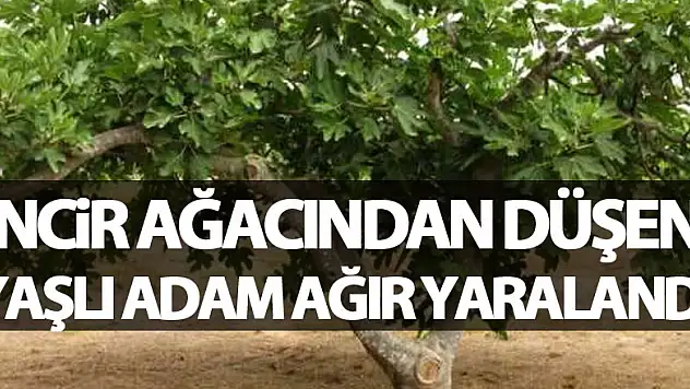 İncir ağacından düşen yaşlı adam ağır yaralandı