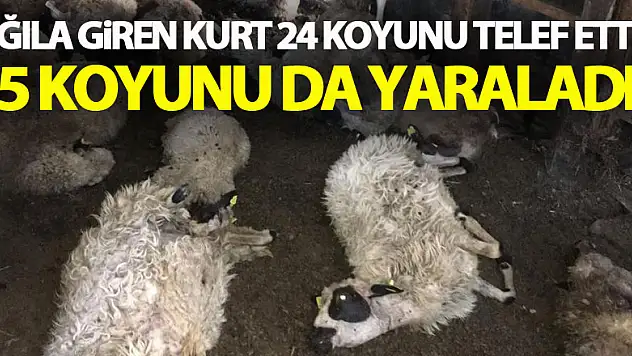 Ağıla giren kurt 24 koyunu telef etti, 15 koyunu da yaraladı