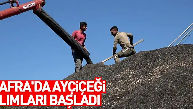 Bafra'da ayçiçeği alımları başladı