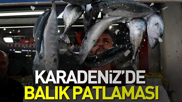 Karadeniz'de balık patlaması