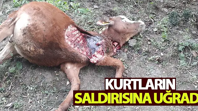Kurtların Saldırısına Uğradı! 1 Ayda 2 Hayvanını Kaybetti