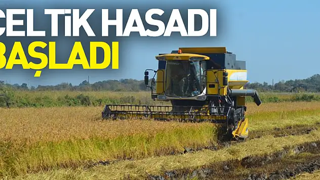 Bafra Ovası'nda çeltik hasadı başladı