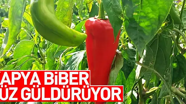 Kapya biber yüz güldürüyor