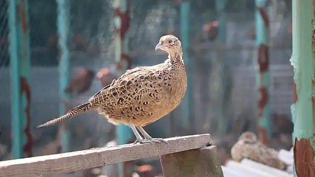 Samsun'dan Türkiye'ye sülün ve geyik