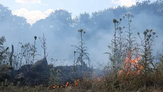 3 fidanlıkta 3 milyon fidan hedefi