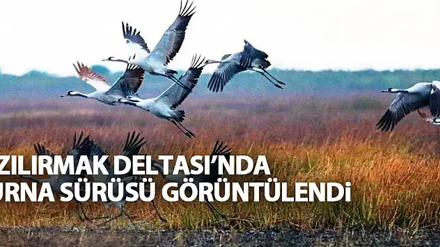 Kızılırmak Deltası'nda turna sürüsü görüntülendi
