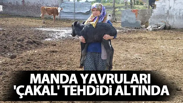 Manda yavruları 'çakal' tehdidi altında