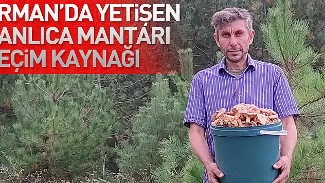 Ormanlık alanda yetişen kanlıca mantarı vatandaşların geçim kaynağı oldu