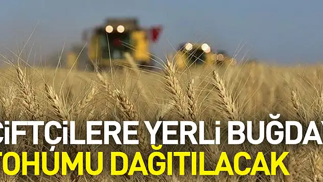 Samsun'da çiftçilere yerli buğday tohumu dağıtılacak