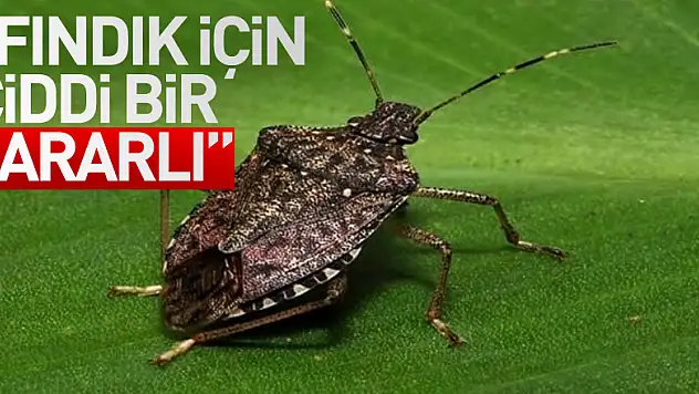 'Fındık için ciddi bir zararlı'