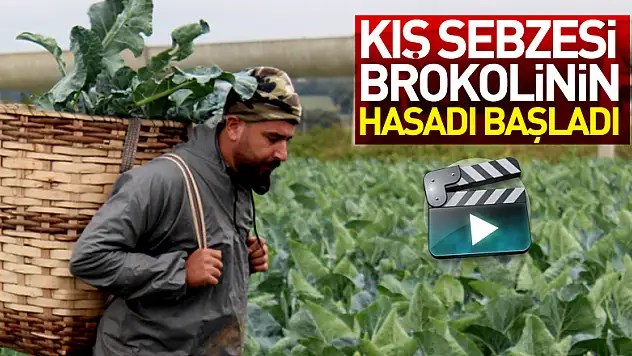 Kış sebzesi brokolinin hasadı başladı