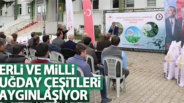 Samsun'da yerli ve milli buğday çeşitleri yaygınlaşıyor