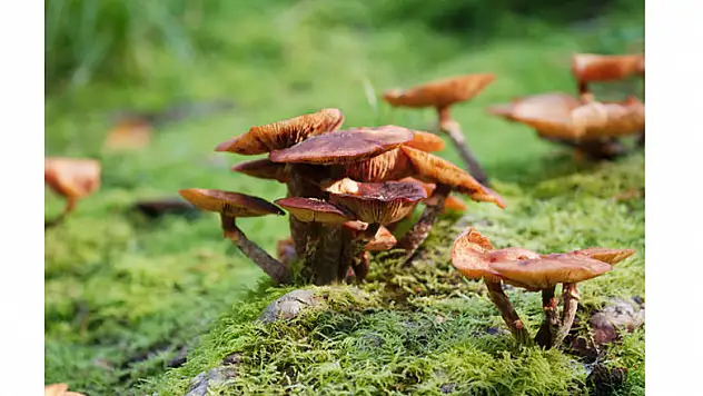 Samsun'da bir kişi yediği mantardan zehirlendi