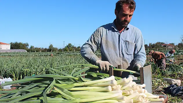 Bafra Ovası'nda pırasa hasadına başlandı