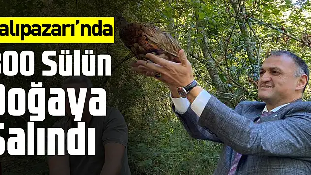 Salıpazarı'nda 800 Sülün Doğaya Salındı