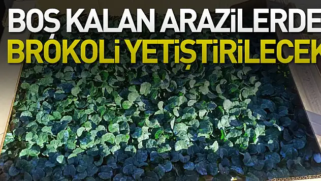 Çeltikten sonra boş kalan tarım alanlarında brokoli yetiştirilecek