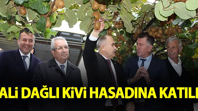 Vali Dağlı Kivi Hasadına Katıldı