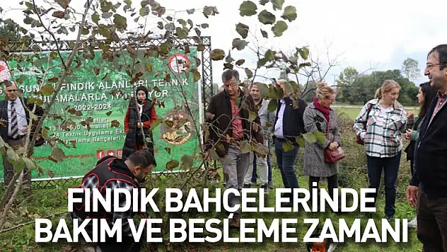Fındık bahçelerinde bakım ve besleme zamanı