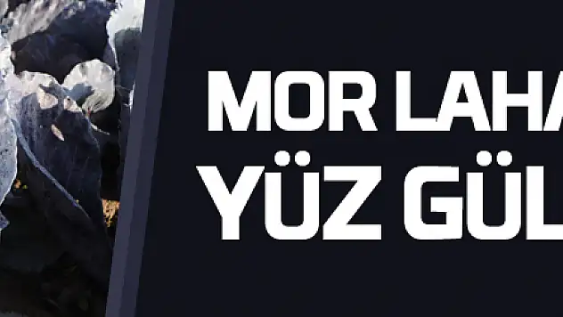 Bafra Ovası'nda mor lahana hasadı yüz güldürüyor