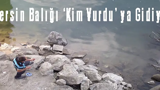 Mersin Balığı 'Kim Vurdu' ya Gidiyor