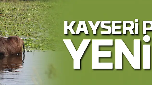 Kayseri pastırmasına yeni rakip 'manda pastırması'