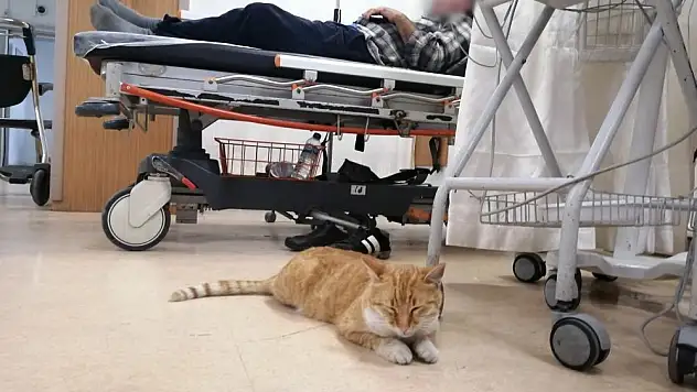 Üşüyen kedi geceyi hastanenin acilinde geçirdi
