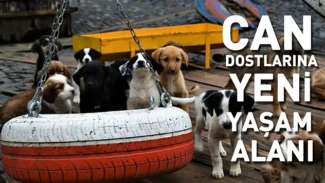 Samsun'da can dostlarına yeni yaşam alanı