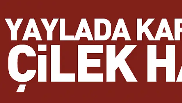 Yaylada kar altında çilek hasadı
