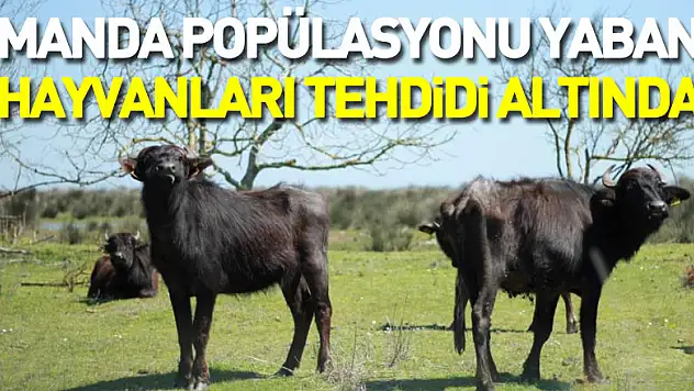 Deltadaki manda popülasyonu yaban hayvanları tehdidi altında