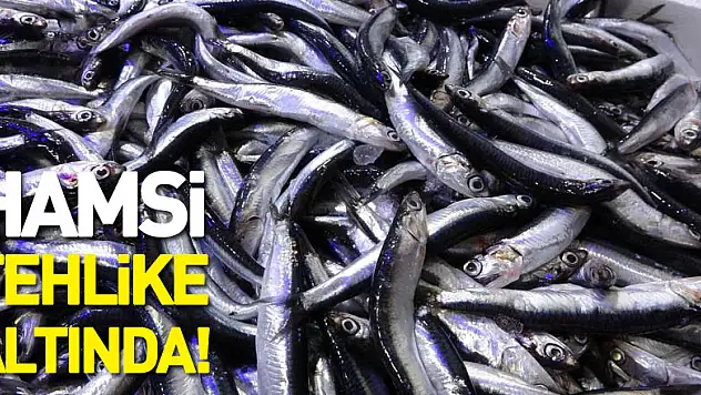 HAMSİ TEHLİKE ALTINDA!