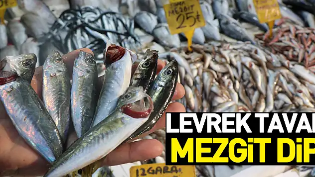 Levrek tavan, mezgit dip