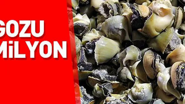 Türkiye'nin deniz salyangozu ihracatı 18,7 milyon doları aştı