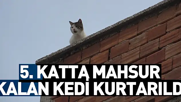 Mahsur kalan kedi 5. kattan aşağıya 4 ayağının üstüne düştü