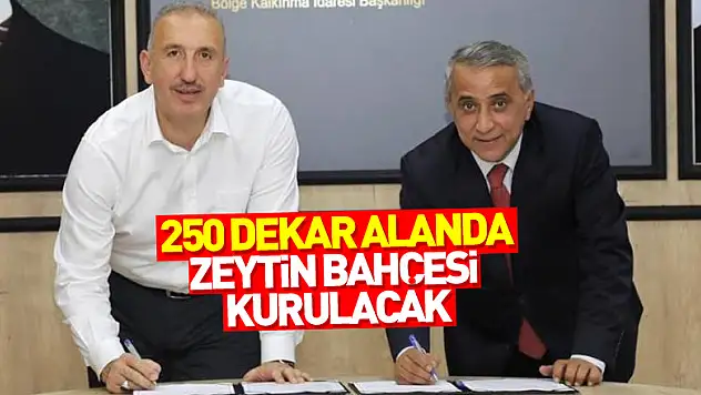 Samsun'da 250 dekar alanda zeytin bahçesi kurulacak
