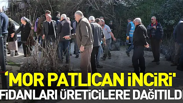 Coğrafi işaret için gün sayan 'mor patlıcan inciri' fidanları üreticilere dağıtıldı