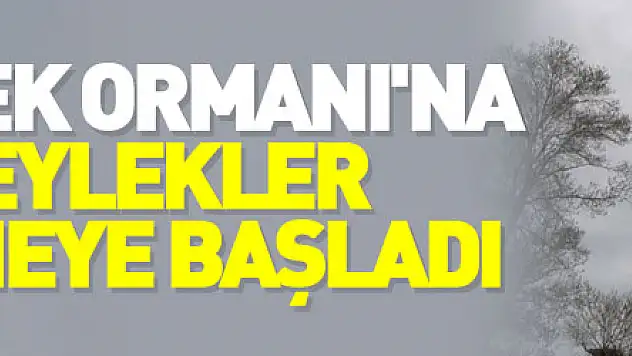 Leylek Ormanı'na leylekler gelmeye başladı