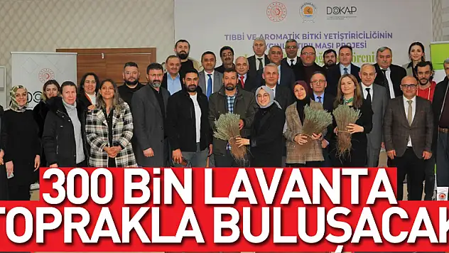 300 bin lavanta toprakla buluşacak