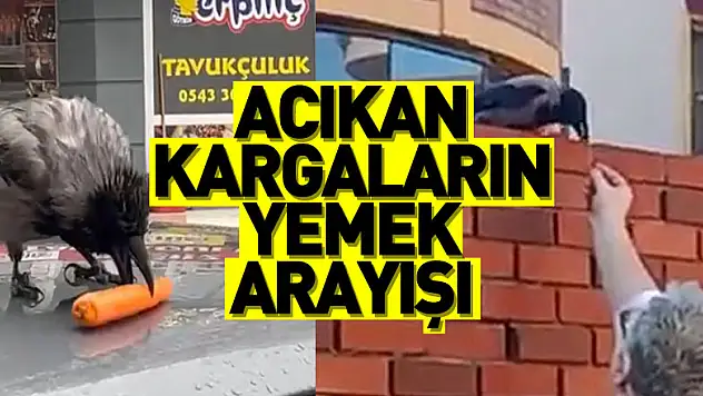 Acıkan kargaların yemek arayışı