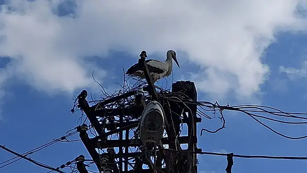 Tokat'ta elektrik direğindeki leylek yuvası yandı