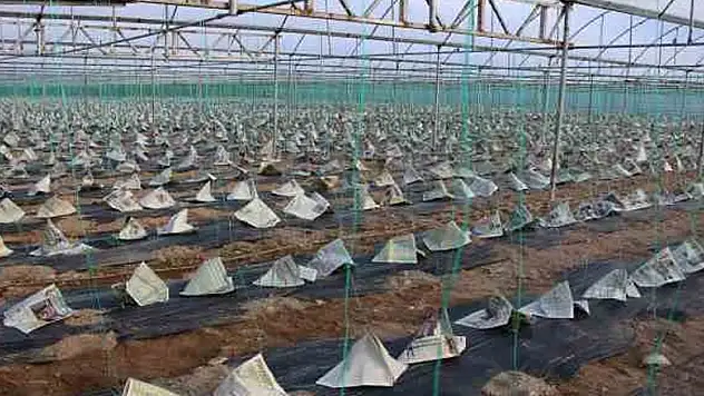 Genç çiftçi domates fidelerini gazete ve sis bombasıyla korudu