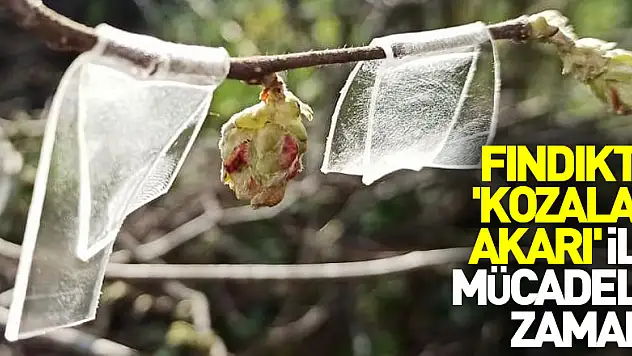 Fındıkta 'kozalak akarı' ile mücadele zamanı