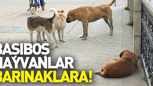Başıboş Hayvanlar Barınaklara!