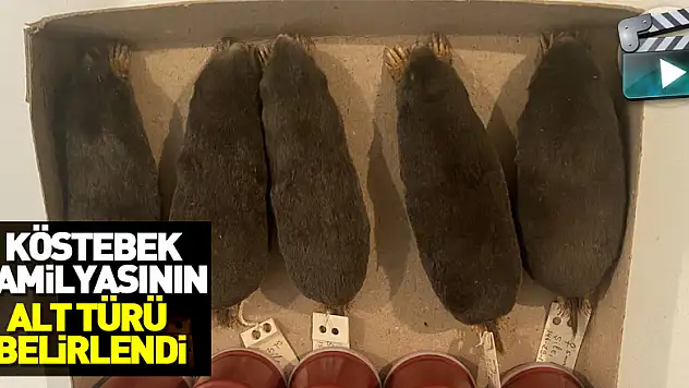 Türkiye'de köstebek familyasının alt türü belirlendi