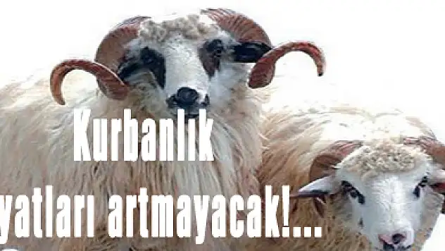 Kurbanlık fiyatları artmayacak!...