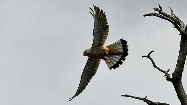 Karların eriyip çiçeklerin açtığı Sarıkamış göçmen kuşları ağırlamaya başladı