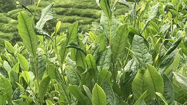 ÇAYKUR üreticilere 379 milyon lirayı aşkın destekleme ödemesi yaptı