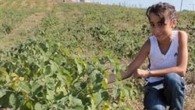 Altın Çilek yüz güldürdü