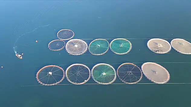 Türk somonu ihracatında hedef ülke çeşitliliğini artırmak